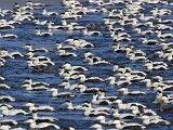 Common Eider (Eider)