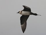 Arctic Skua (Kleine jager)