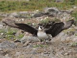 Arctic Skua (Kleine jager)