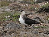 Arctic Skua (Kleine jager)