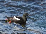 Black Guillemot (Zwarte zeekoet)