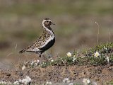 Golden Plover (Goudplevier)