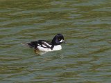 Barrow's Goldeneye (IJslandse brilduiker)