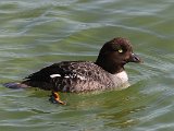 Barrow's Goldeneye (IJslandse brilduiker)