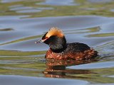 Slavonian Grebe (Kuifduiker)