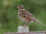 Redwing (Koperwiek)