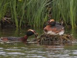 Slavonian Grebe (Kuifduiker)