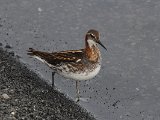 Red-necked Phalarope (Grauwe franjepoot)