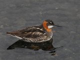 Red-necked Phalarope (Grauwe franjepoot)