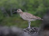 Whimbrel (Regenwulp)