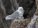 Kittiwake (Drieteenmeeuw)