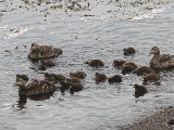 Common Eider (Eider)