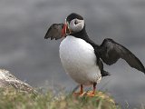 Puffin (Papegaaiduiker)