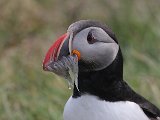 Puffin (Papegaaiduiker)