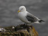 Kittiwake (Drieteenmeeuw)