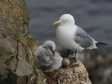 Kittiwake (Drieteenmeeuw)