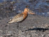 Black-tailed Godwit ssp. Islandica (IJslandse grutto)