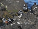 Harlequin Duck (Harlekijneend)