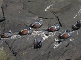 Harlequin Duck (Harlekijneend)