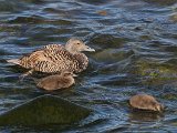 Common Eider (Eider)