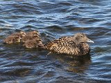 Common Eider (Eider)