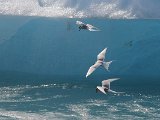 Arctic Tern (Noordse stern)