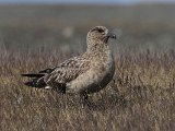 Great Skua (Grote jager)