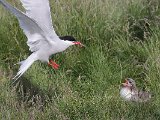 Arctic Tern (Noordse stern)