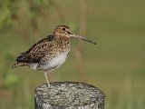 Common Snipe (Watersnip)