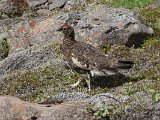 Ptarmigan (Alpensneeuwhoen)