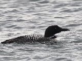 Great Northern Diver (IJsduiker)