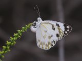 Woestijnwitje (Pontia glauconome) - Minab