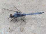 Kleine oeverlibel (Orthetrum taeniolatum) - Minab