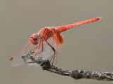 Oranje zonnewijzer (Trithemis kirbyi) - Minab