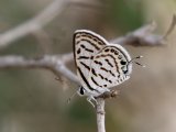 Groot Christusdoornblauwtje (Tarucus rosaceus) - Minab