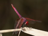 Purperlibel (Trithemis annulata) - Minab