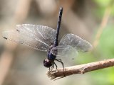 Blauwe zonnewijzer (Trithemis festiva) - Minab