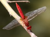 Vuurlibel (Crocothemis erythraea) - Hormozgan