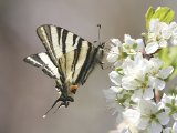 Koningspage (Iphiclides podalirius) - Mazandaran