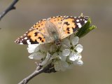 Distelvlinder (Vanessa cardui) - Mazandaran