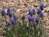 Blauwe druifjes -  Elboers gebergte