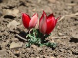Wilde tulp (Tulipa hoogiana ?) - Elboers gebergte