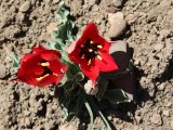 Wilde tulp (Tulipa hoogiana ?) - Elboers gebergte
