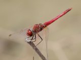 Purperlibel (Trithemis annulata) - Touran N.P.