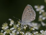 Blauwtje (spec) - Turan N.P.