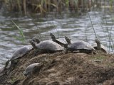 Waterschildpad (spec) - Miankaleh Peninsula