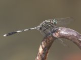 Slanke oeverlibel (Orthetrum sabina) - Bandar Abbas