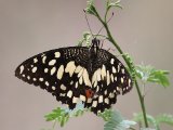 Limoenvlinder (Papilio demoleus) - Minab