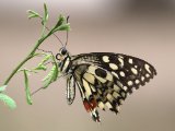 Limoenvlinder (Papilio demoleus) - Minab