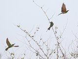 Kleine groene bijeneter - Minab